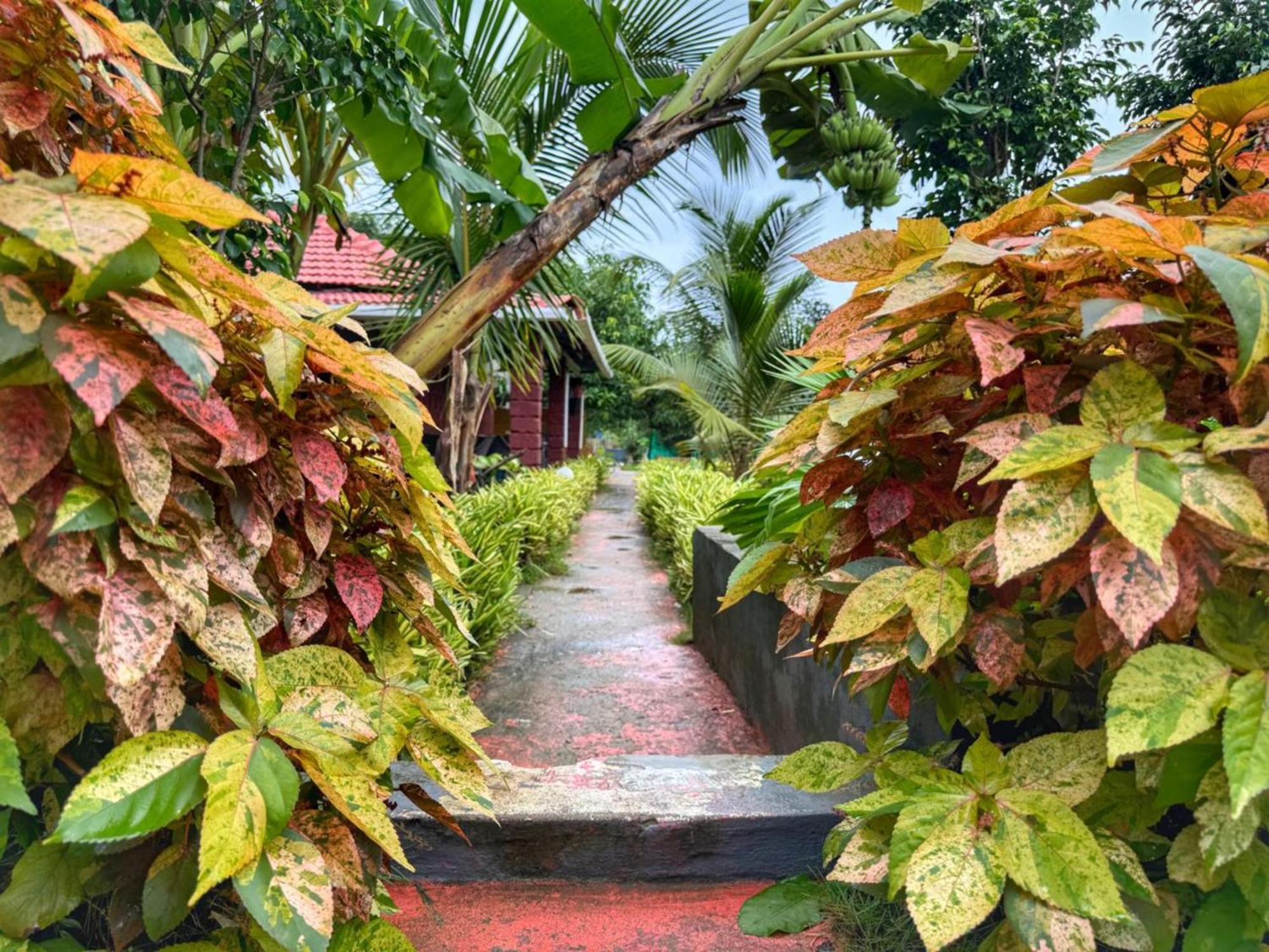White Truffle Resort, Arambol Bagian luar foto
